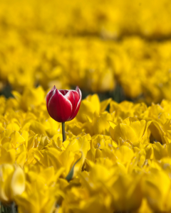 Mettre en avant son expertise - pourquoi tu restes invisible