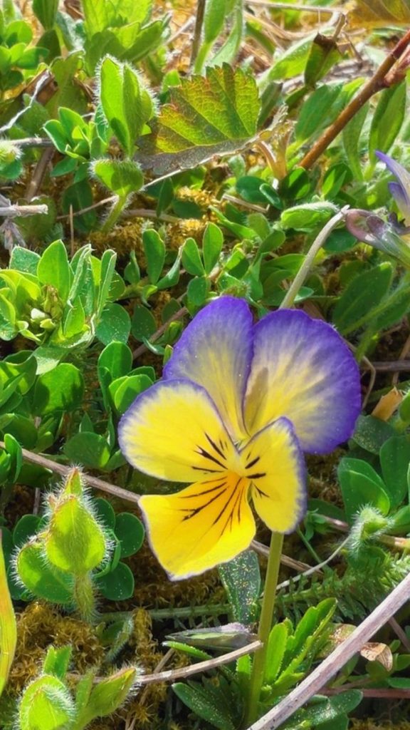 Pensée sauvage jaune et violette au jardin