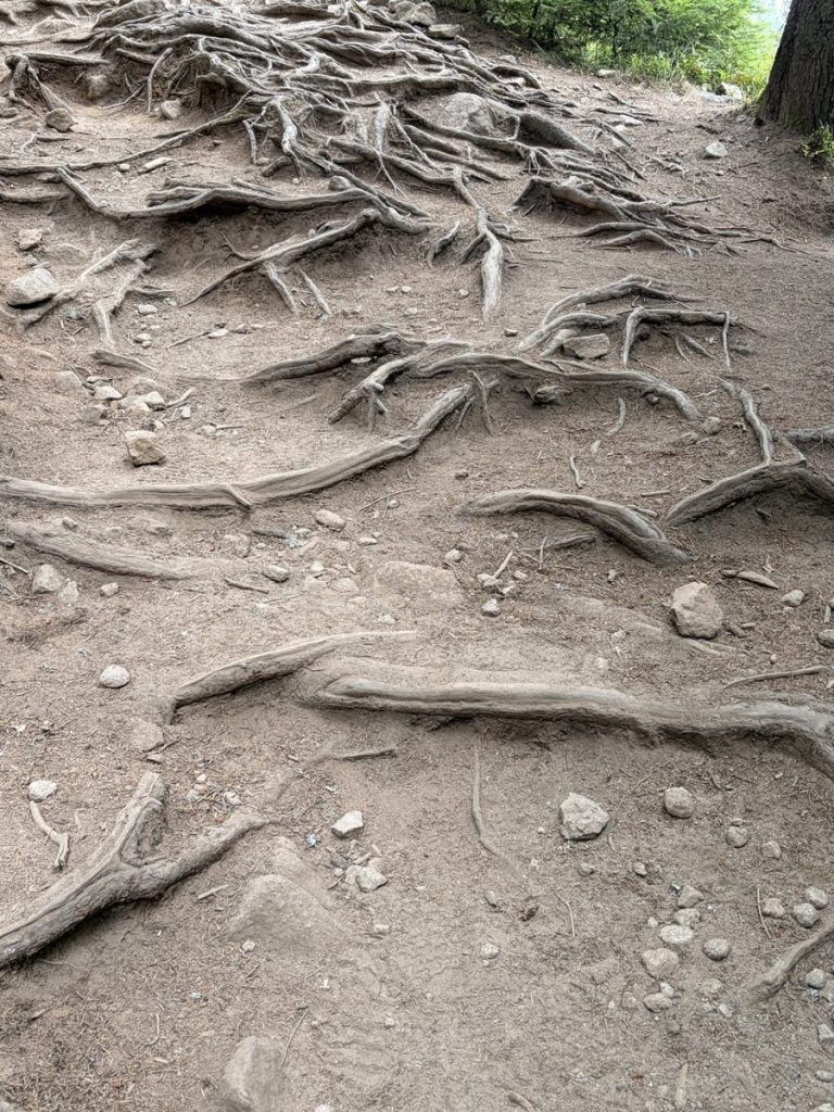 Racines d'arbre à nu sur un sentier forestier